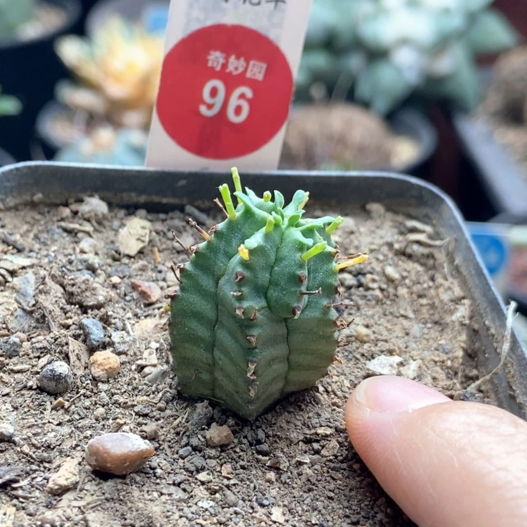 实生斑马魁伟玉一颗仙人球