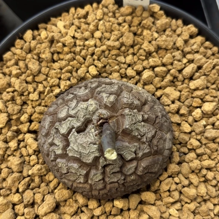 836龟甲龙不退不换