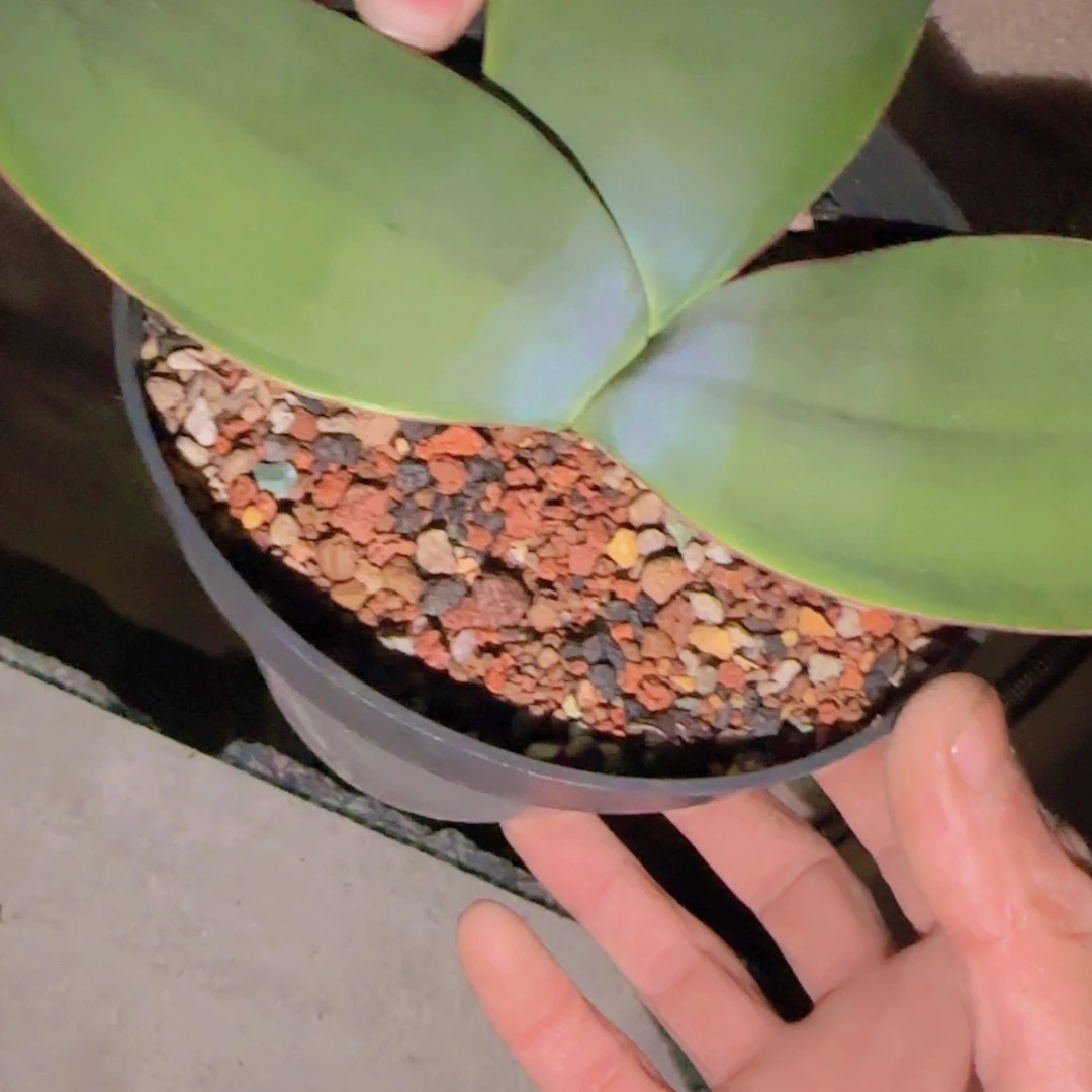 多****?块根植物块根植物