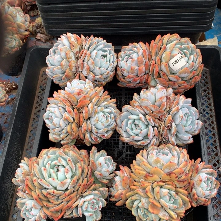 102155六个嗯嗯嗯嗯嗯嗯嗯好喜欢