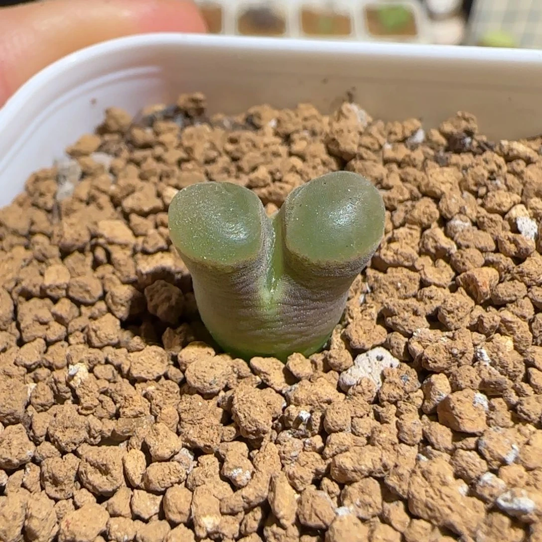 肉锥多肉植物组合-磁铁1465