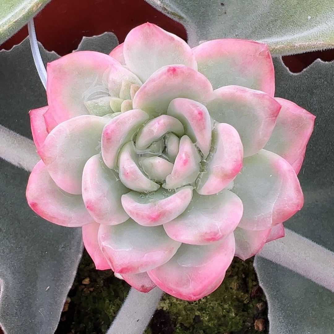 冰月亮锦嫁接多肉植物