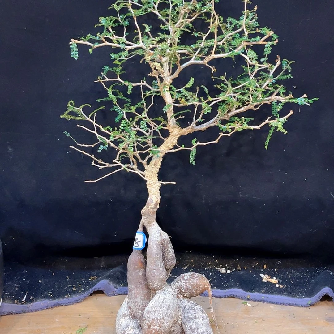 潮流植物 象足漆树 爆瘤