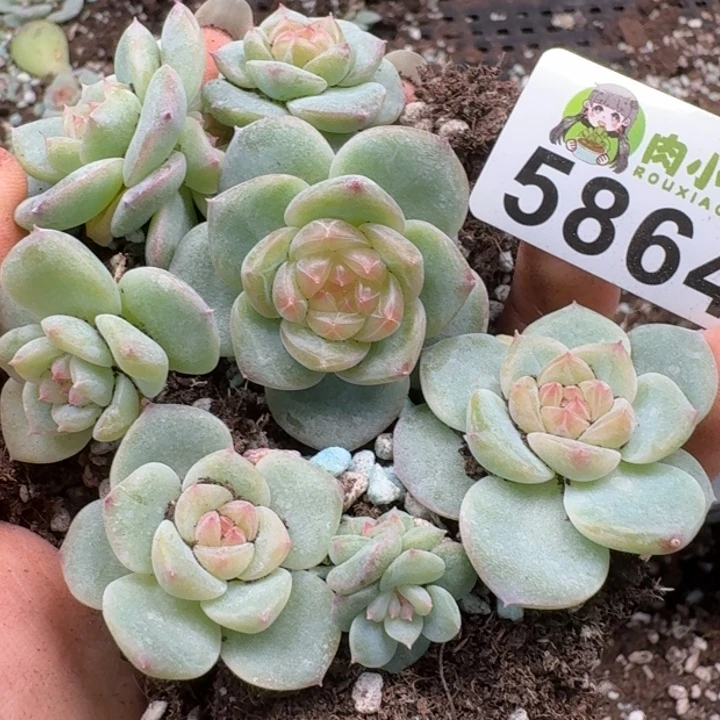 多肉植物多肉植物