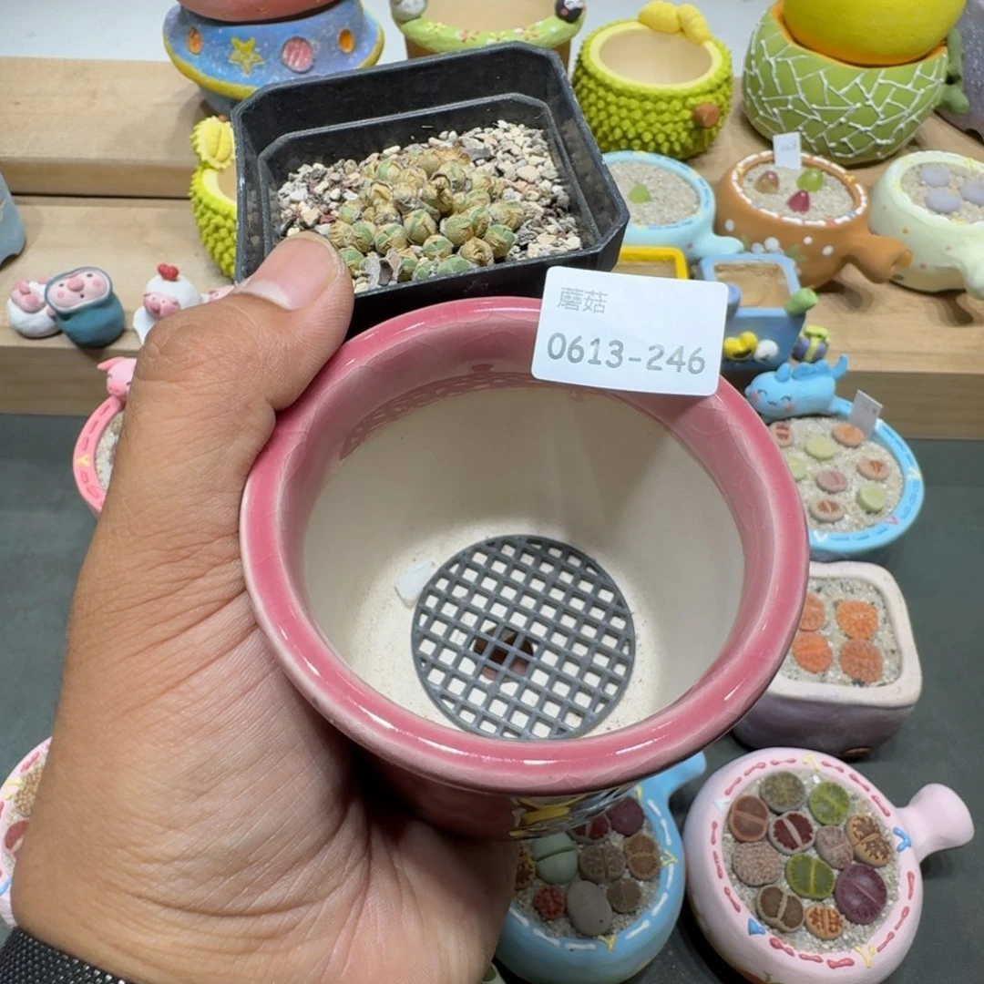 P****.蘑菇246蘑菇