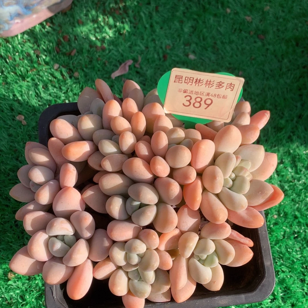 香水洛神平头389