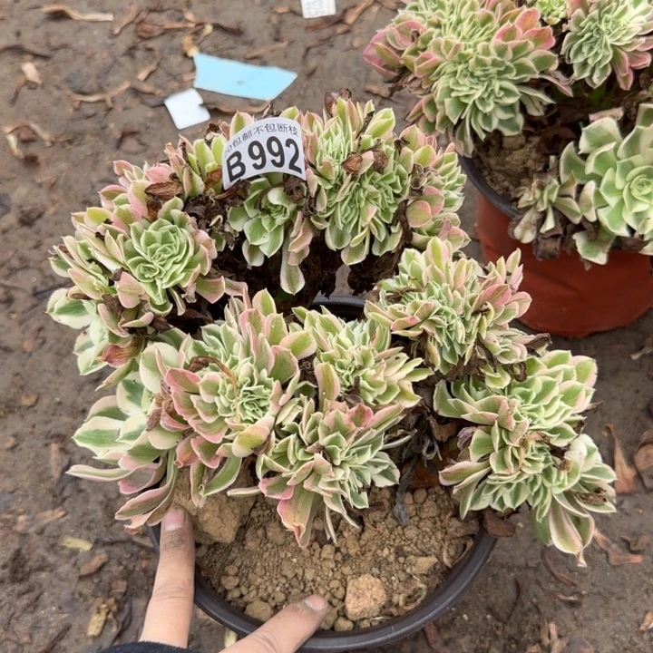 女郎缀……炖肉……植物……
