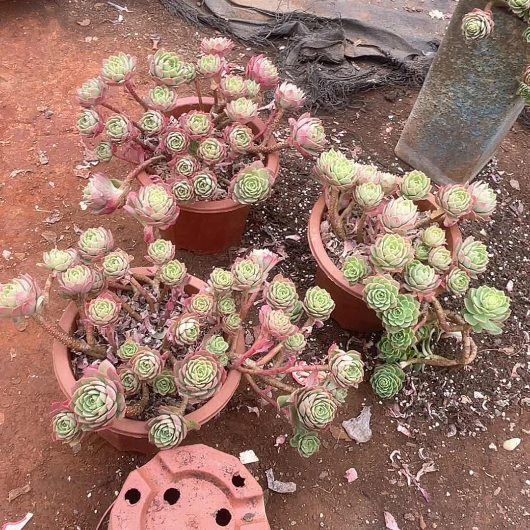 绿蔷薇9.9米 量拍多肉