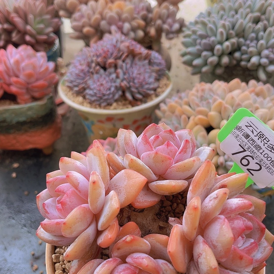 762奶盖多肉植物。