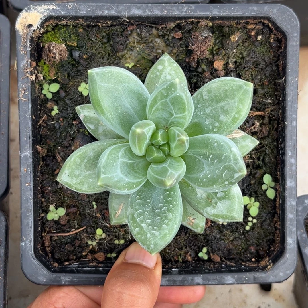 美人系优选多肉植物478