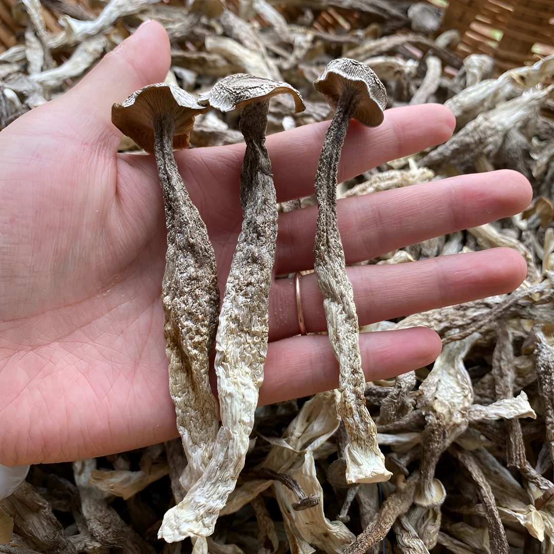 鹿茸菇脆脆菇大朵干货精选250g新货煲汤鲜美鲜脆嫩菌香四溢散装