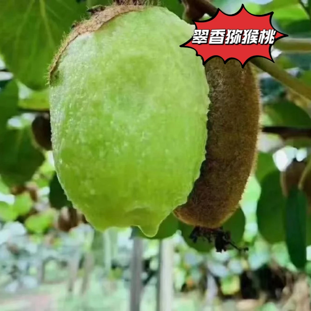 陕西翠香猕猴桃绿心香甜多汁新鲜水果现摘现发坏果包赔