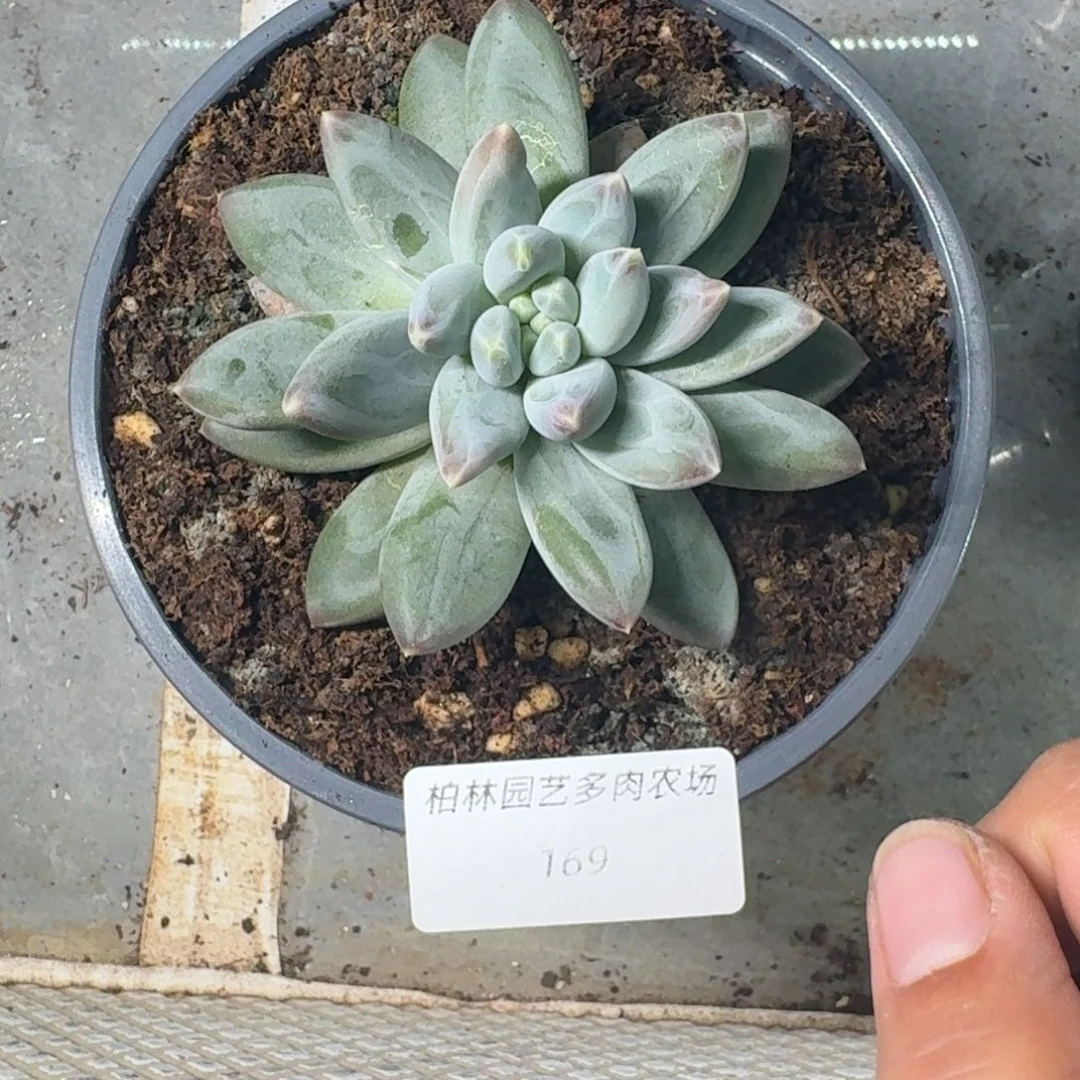 169 美人杂交 一物一拍