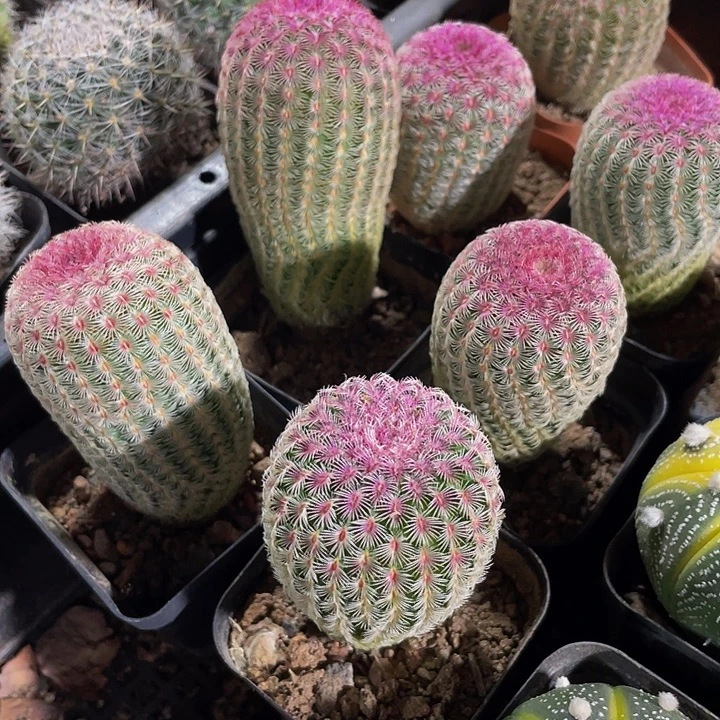 红太阳带盆土发货