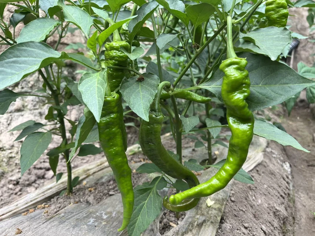 新鲜蔬菜拼装12斤