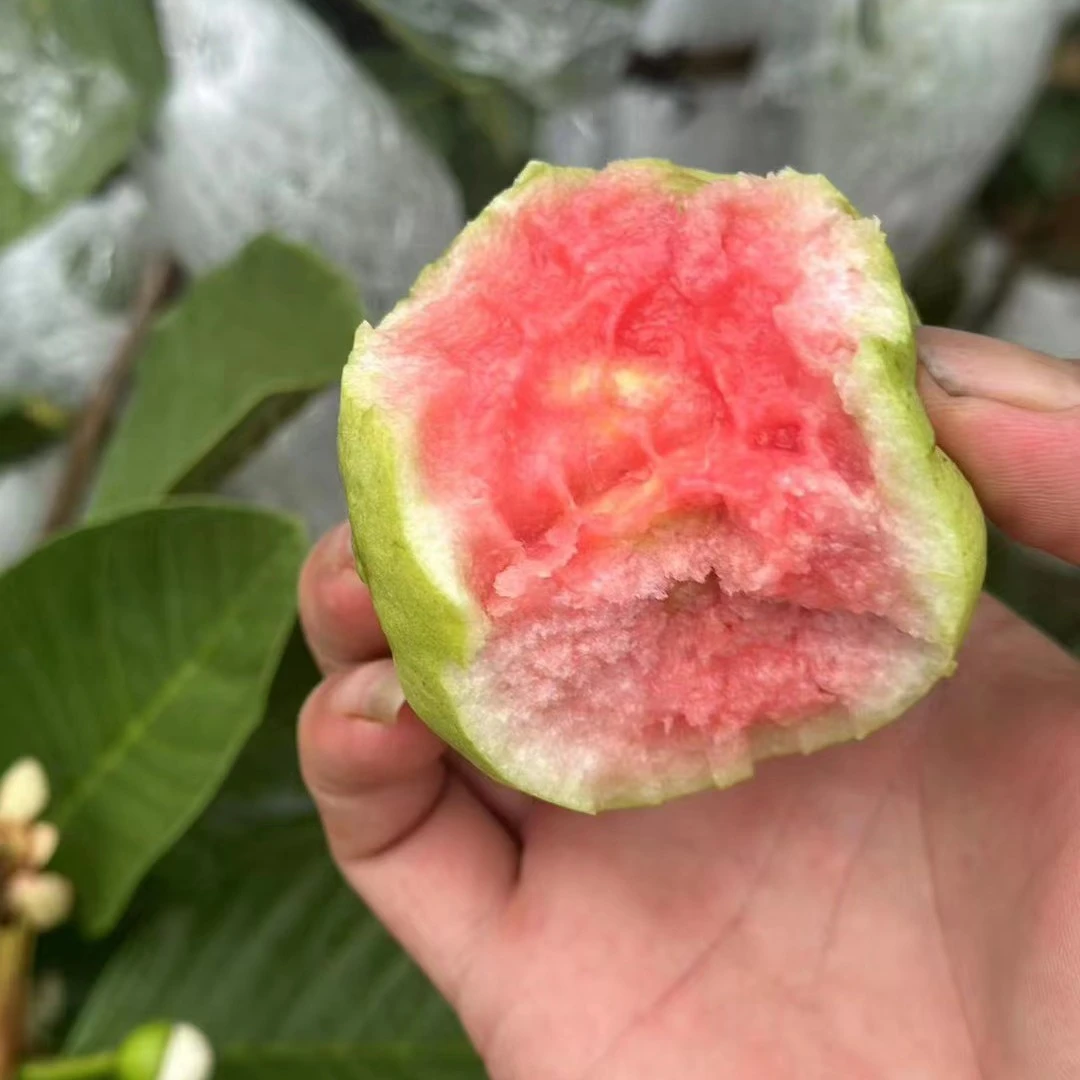 建水县曲江番石榴芭乐