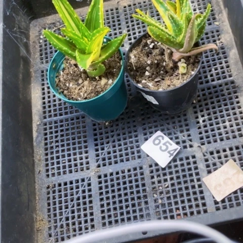 654芦荟锦一物一图如图