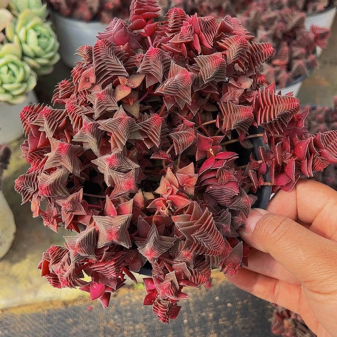 茜之塔带盆土多肉