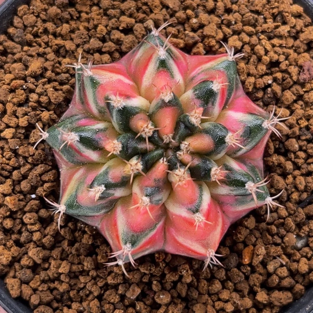 乌贼海神 米哈仙人球