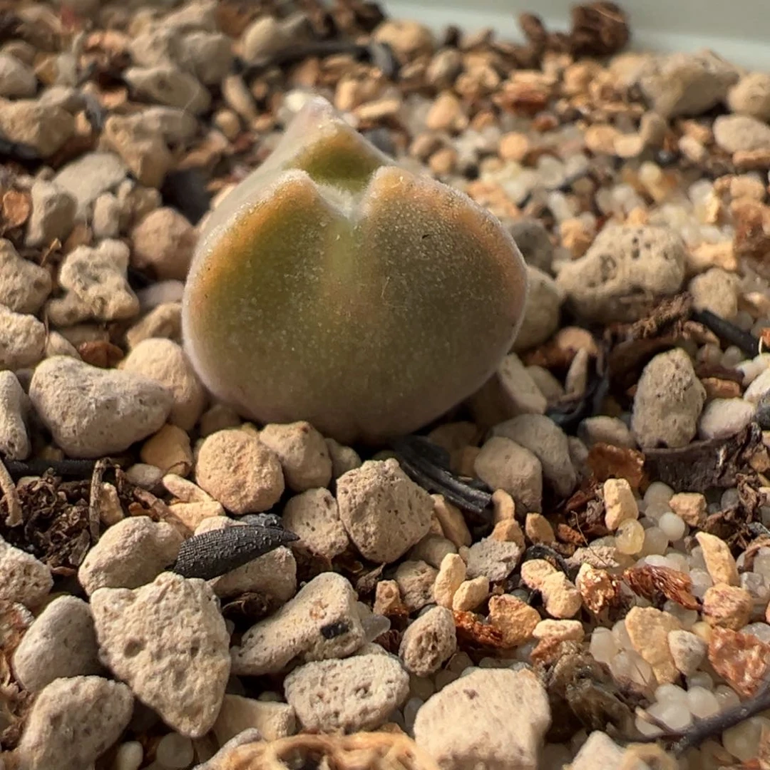 ?****空蝉奔奔多肉