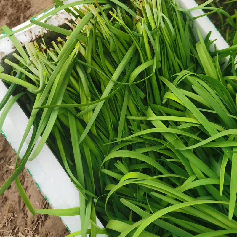 新鲜韭菜3斤基地自然生长辛香浓郁质地鲜嫩现摘现发