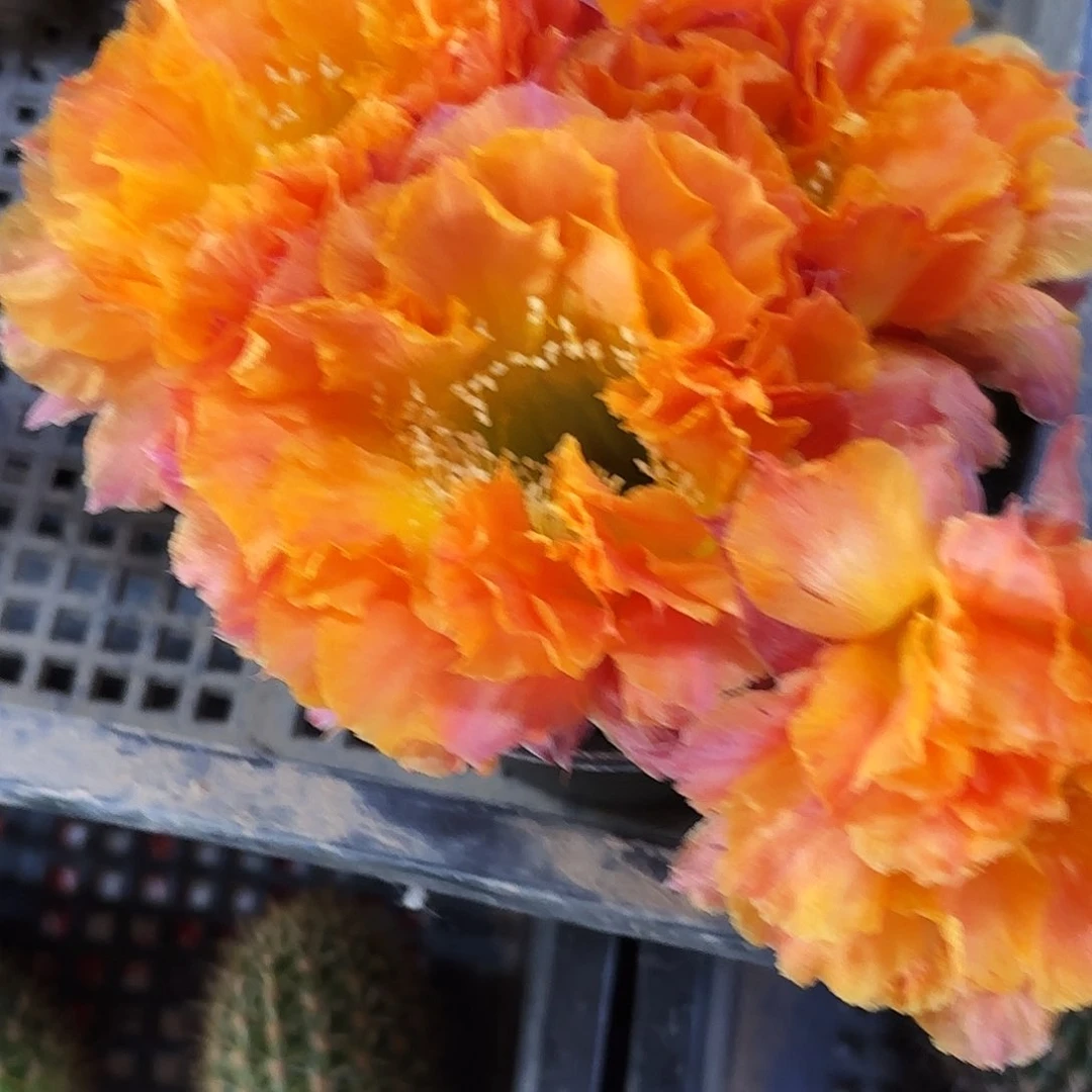 彩千层淑无根侧牙20包邮22