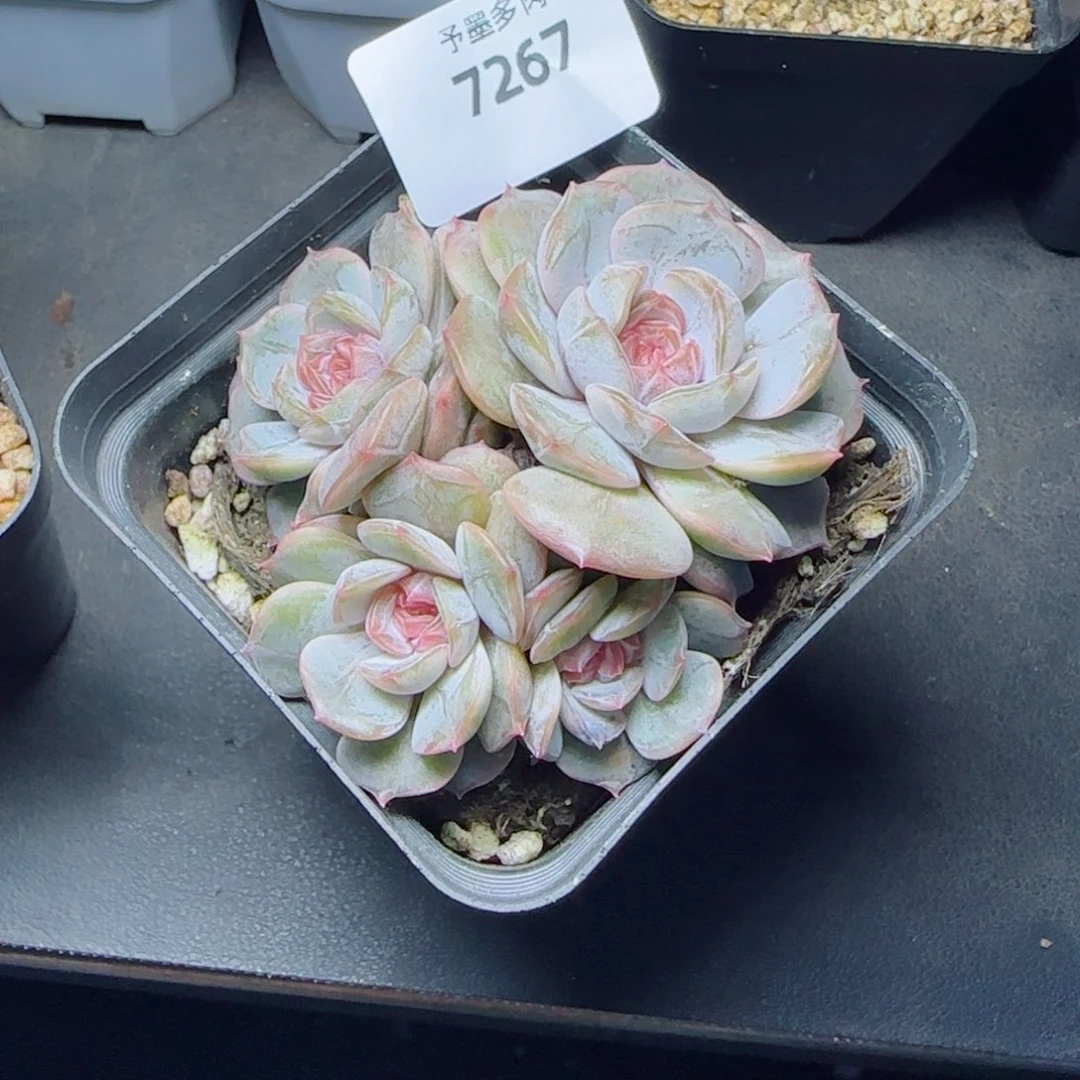 宫花群，7267多肉植物