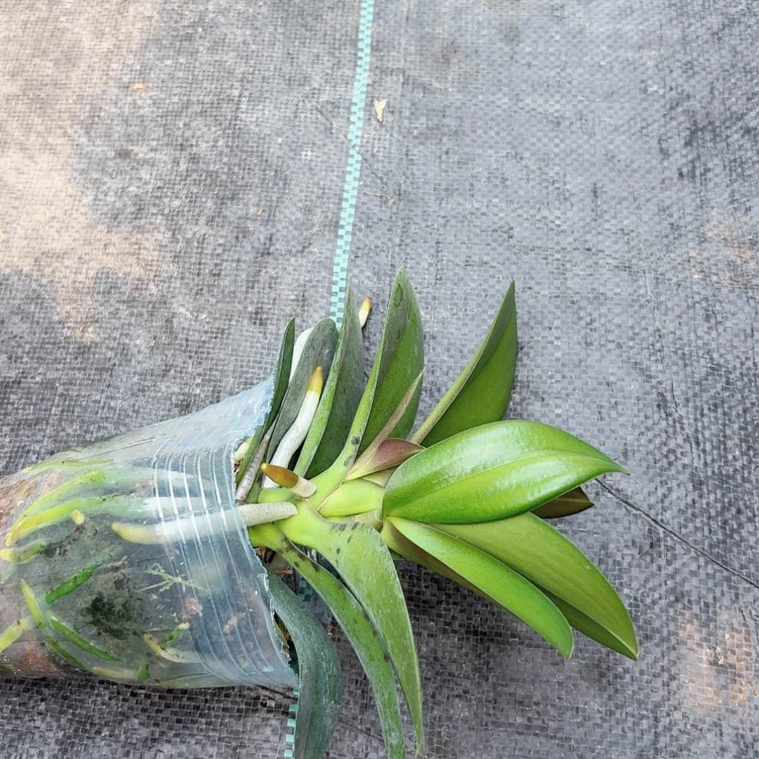 无花朵小叶新品1颗好看
