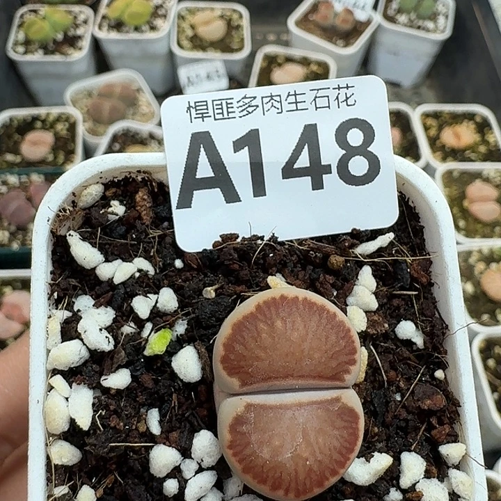 148多肉植物多肉植物