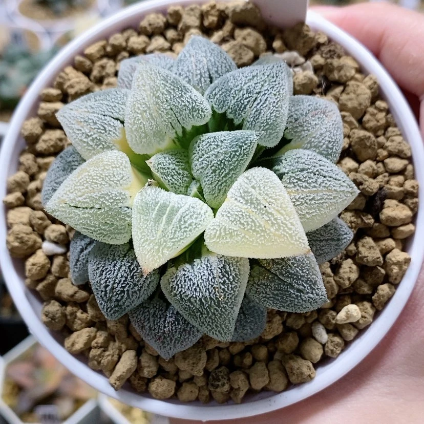 【闪购商品】88萩原磨面