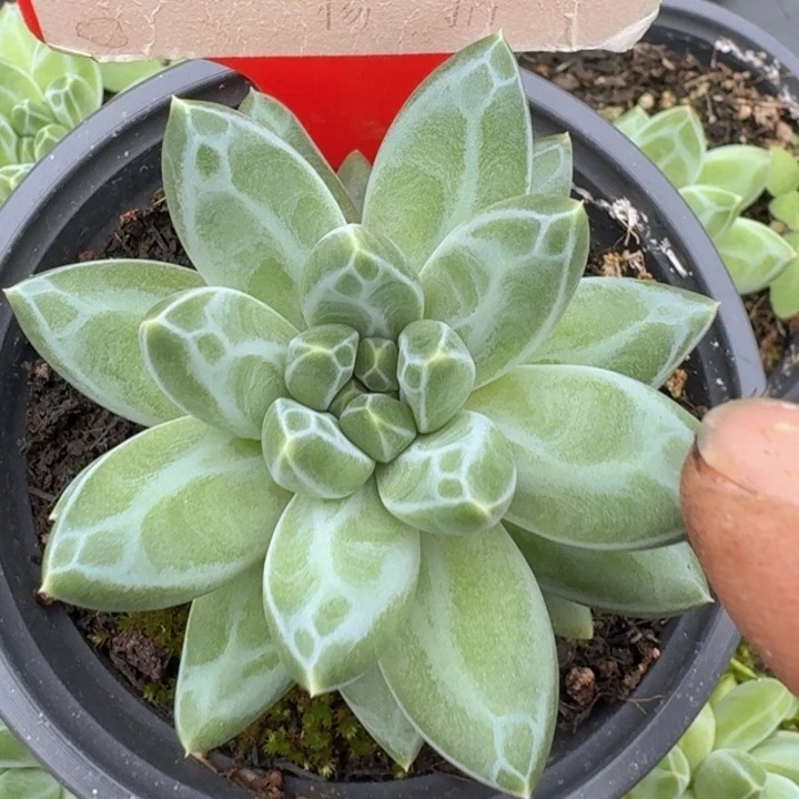 青花瓷451多肉植物