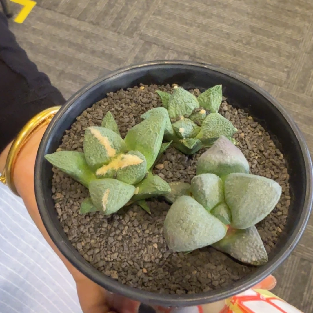 回***忆无花朵回忆连山小苗三颗福利