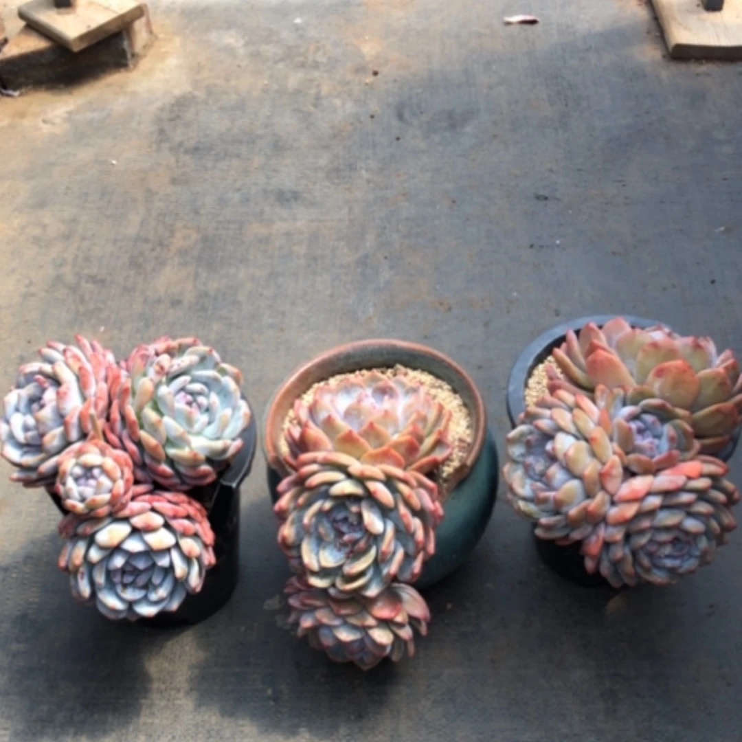 【闪购商品】夏夕。发货