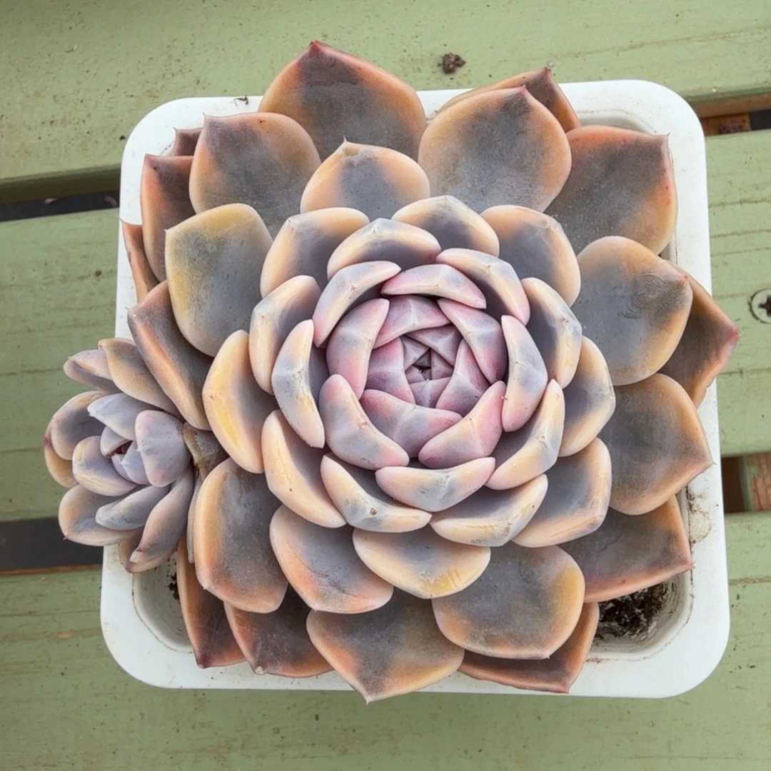 汉堡锦锦上园艺一物一拍