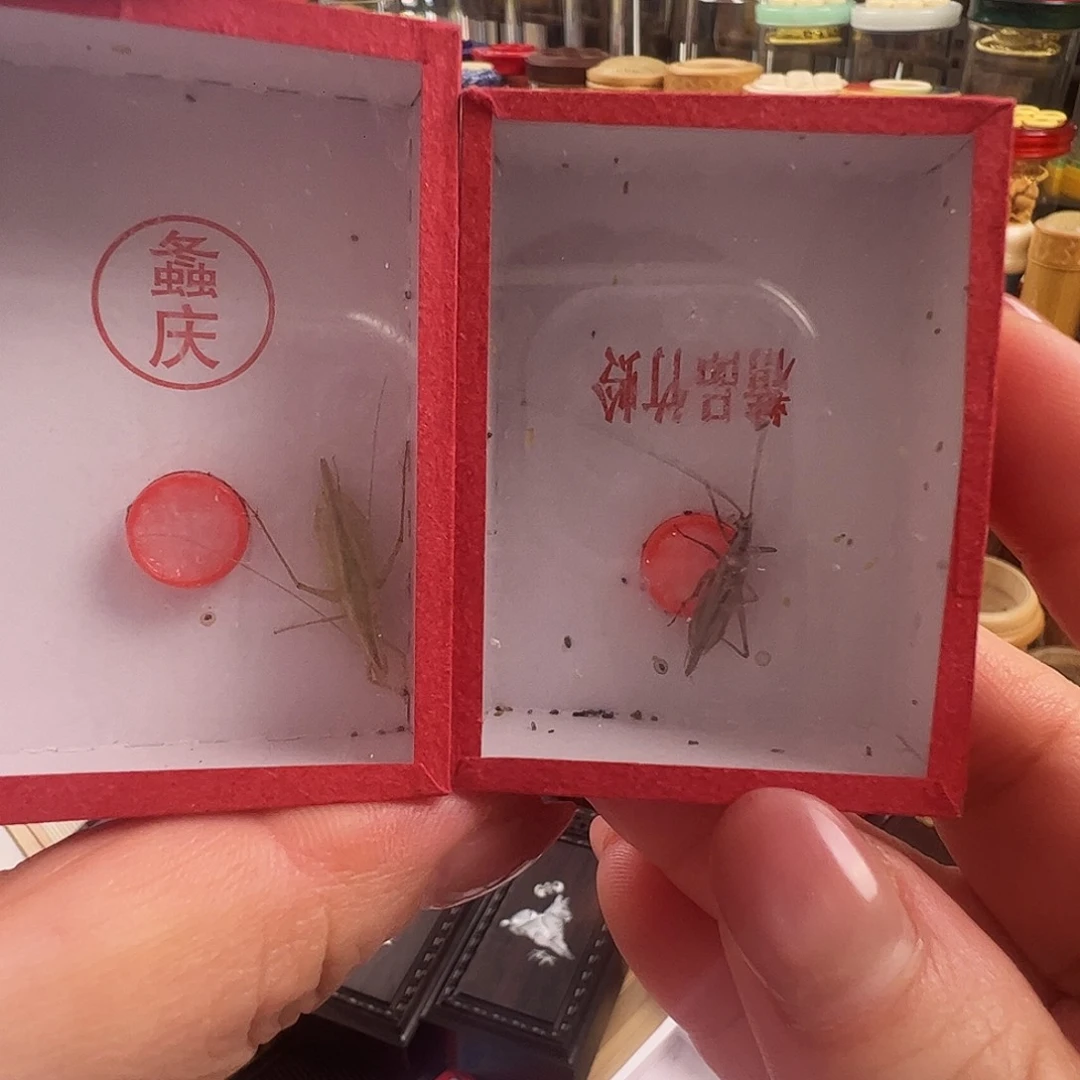 哈哈哈段须柬埔寨竹蛉➕紫竹蛉