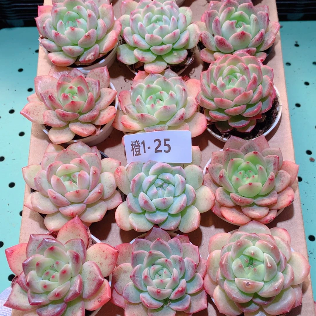 1-25一物一拍多肉带盆18颗