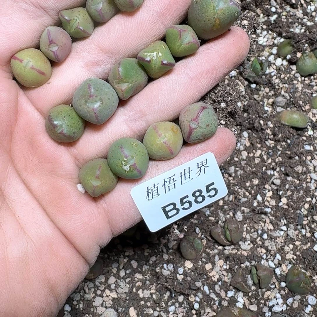 1颗一组量拍多肉植物图c g