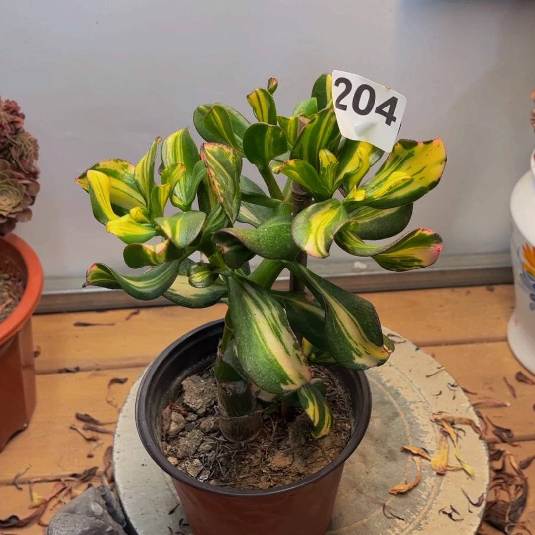 多肉植物七彩蝶花月锦204