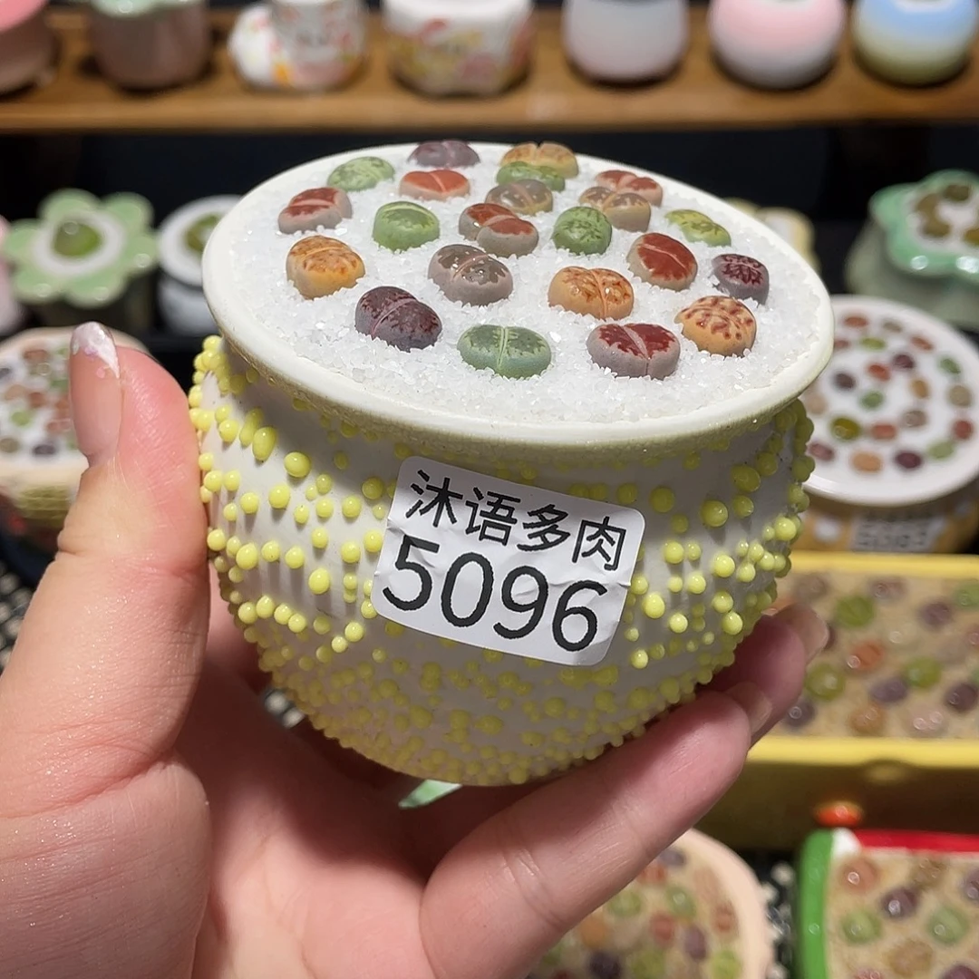 带盆土植物 一物一拍5096