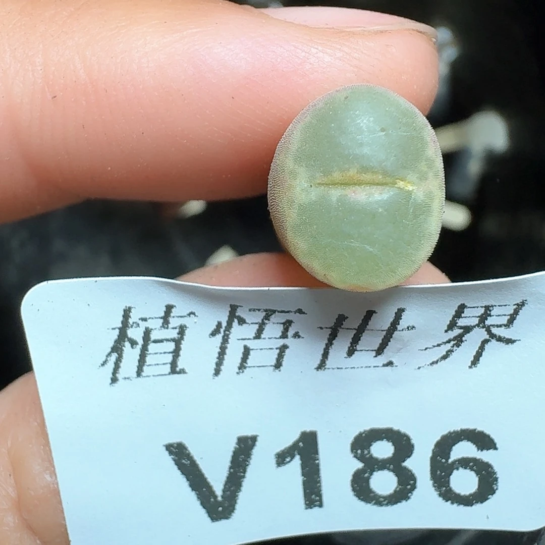 186号多人多肉植物哇f g