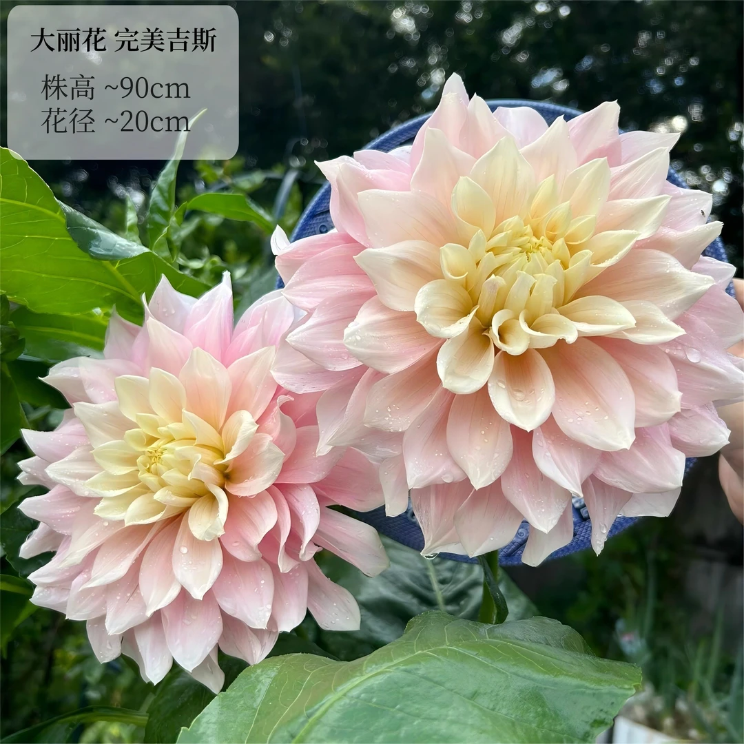 【完美吉斯】进口多年生重瓣大丽花种球盆栽地栽送肥料