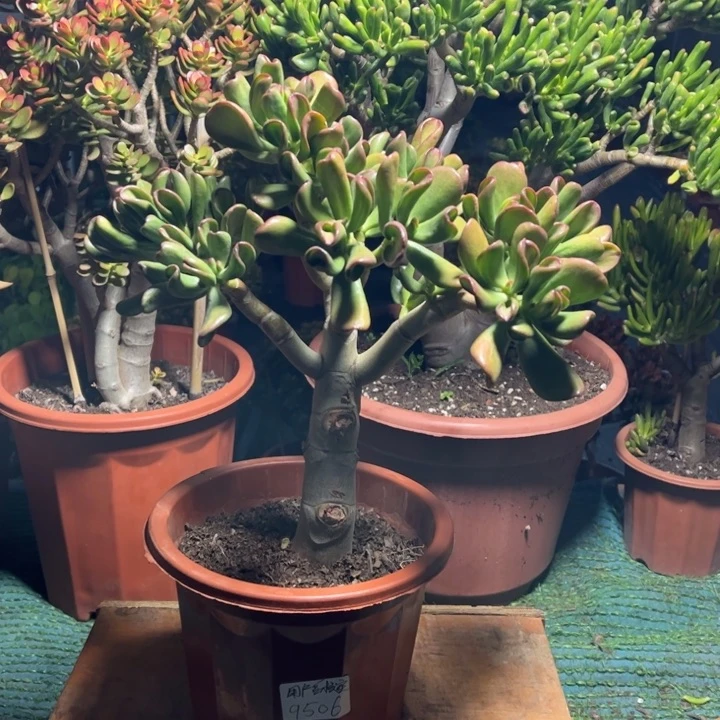 用***…小颗招财猫带盆带土发货