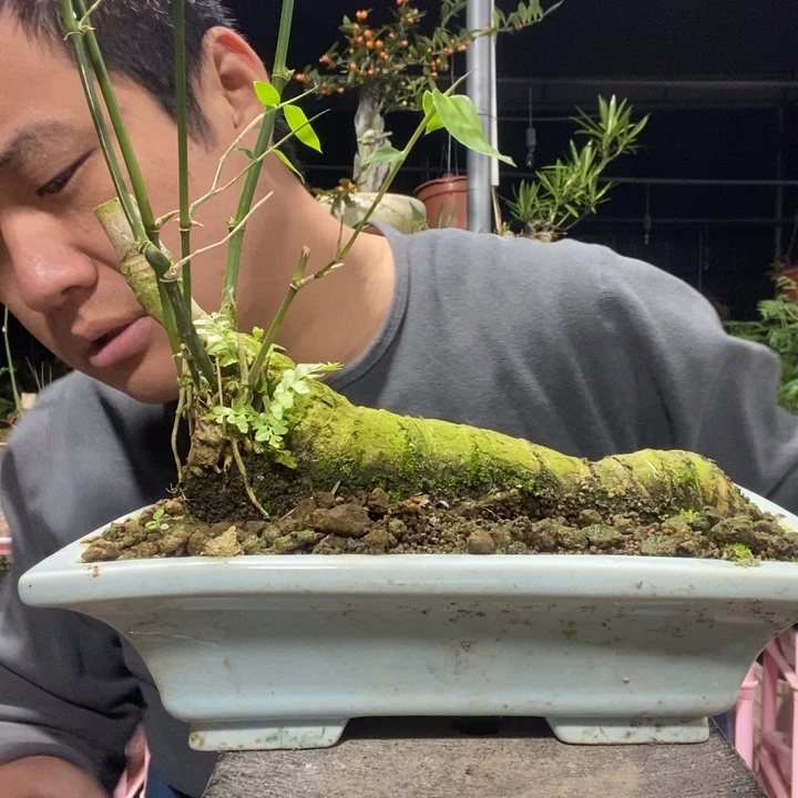 陈***远以实际为准盆景绿植盆栽96