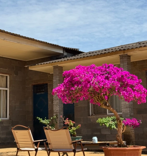 【精选原生老桩云南紫】三角梅鲜活植物运输途中会落花落叶介意慎拍