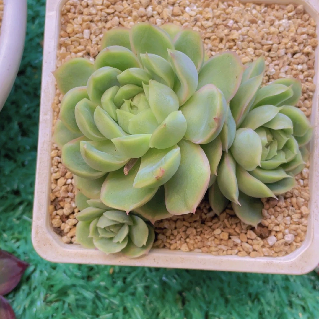 虾饺3头多肉植物