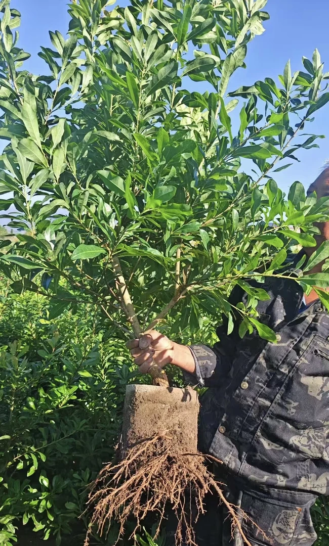 新鲜绿植盆栽仙居产地直发