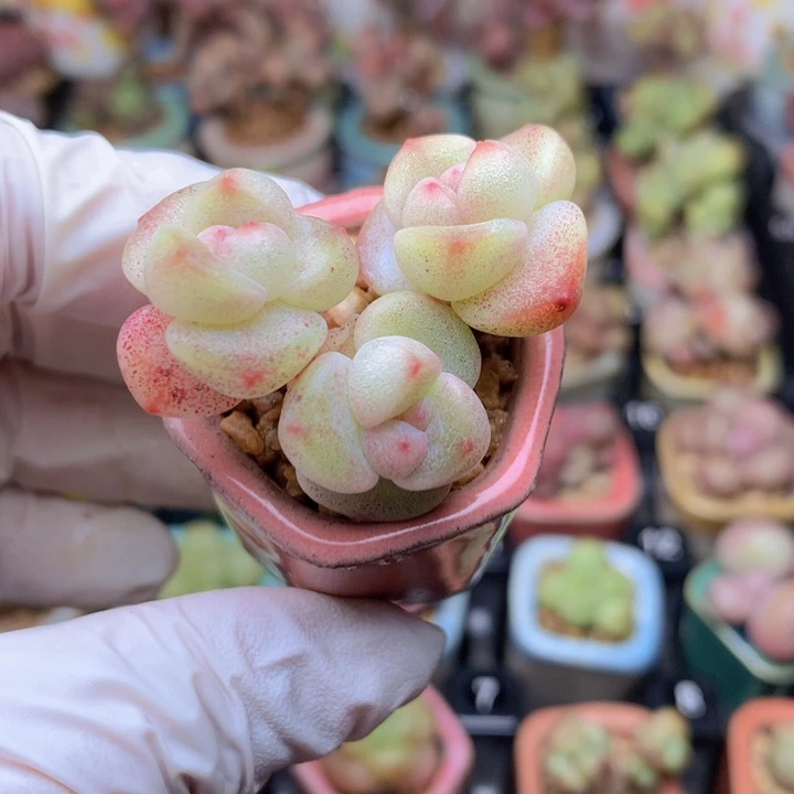 029 果冻冰玉 3头 木质