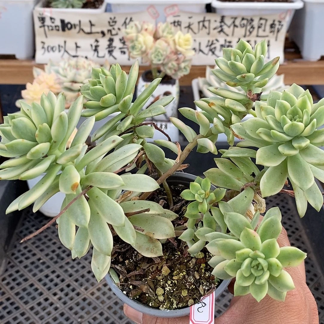 22280 马库斯覆轮锦自然群 不售后