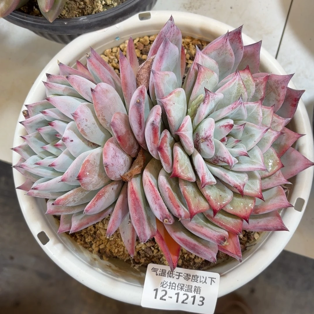 1213祖母绿杂多肉植物