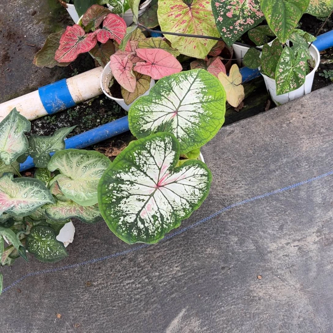 大部分开放少量花苞莫尼卡